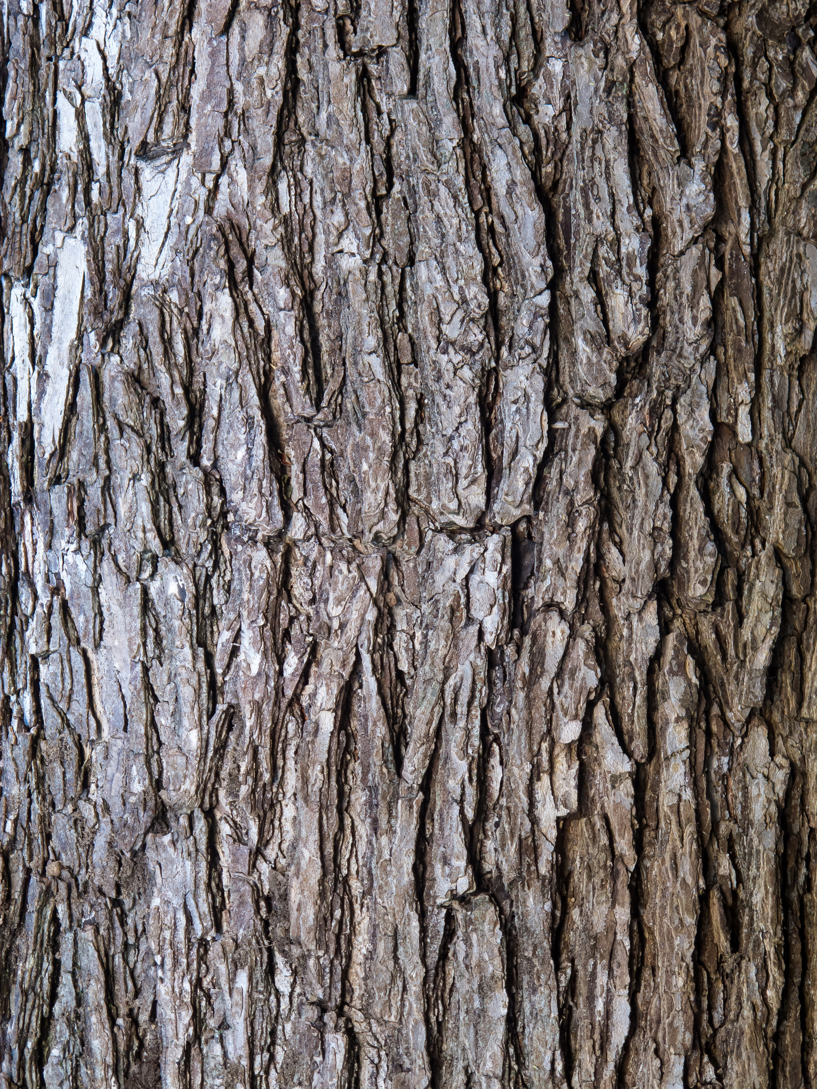 Elm Tree Bark